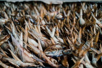 Full frame shot of dried fish