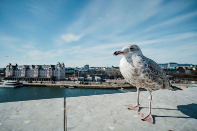 Seagull perching on retaining wall against blue sky during sunny day