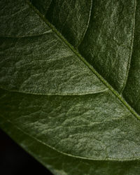 Full frame shot of plant leaves