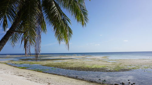 Palm trees on beach against sky