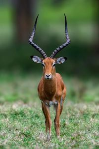 Lake nakuru national park