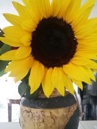 Close-up of sunflower blooming outdoors