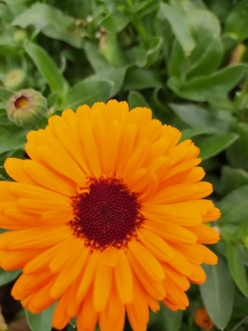 CLOSE-UP OF ORANGE FLOWER AGAINST YELLOW AND PLANTS