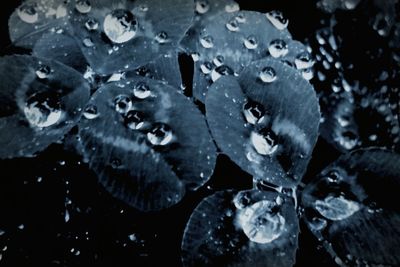 Close-up of water drops on leaf