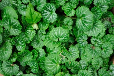 Full frame shot of leaves