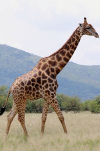 Giraffe standing on landscape against sky