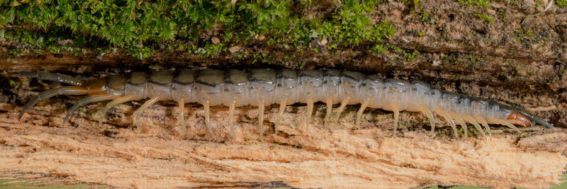 Close-up of fish in water