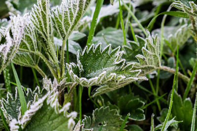 Close-up of frozen plants during winter