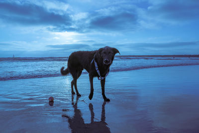 Dog on beach against sky