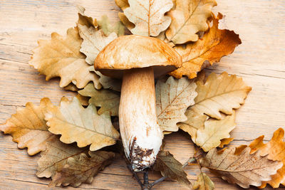 Close-up of mushrooms growing on wooden table