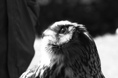 Close-up of a bird