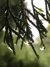 Close-up of leaves on twig