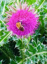 Close-up of honey bee on thistle flower