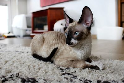 Cornish rex cat 