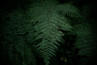 Close-up of fern leaves