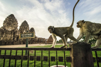 Monkeys on a fence against the sky