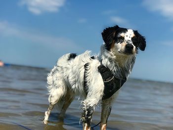 Dog looking at sea shore