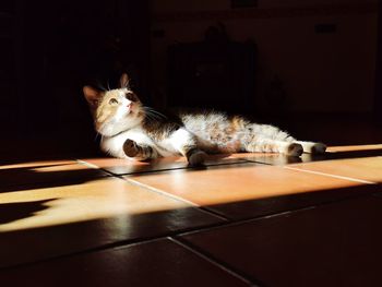 Cat relaxing on floor at home