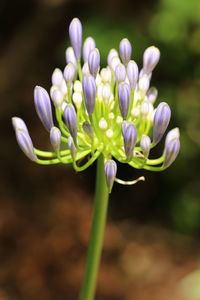 Close-up of purple flowers blooming outdoors