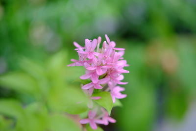 Close-up of pink flowering plant