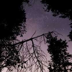 Low angle view of silhouette trees against sky at night