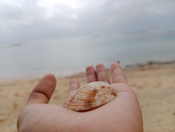 Beautiful shells on the beach