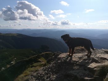 Dog standing on mountain against sky