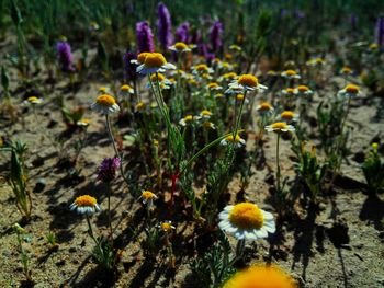 Close-up of yellow flowers blooming on field