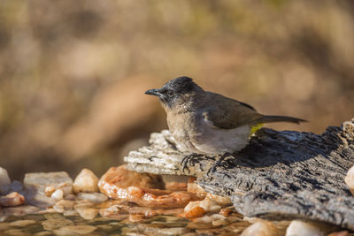 Close-up of bird perching on rock