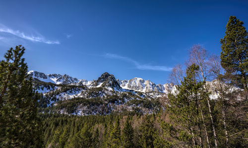 Low angle view of pine trees against blue sky