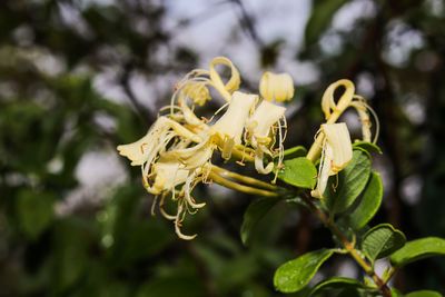 Close-up of yellow flowering plant