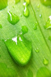 Close-up of wet leaves