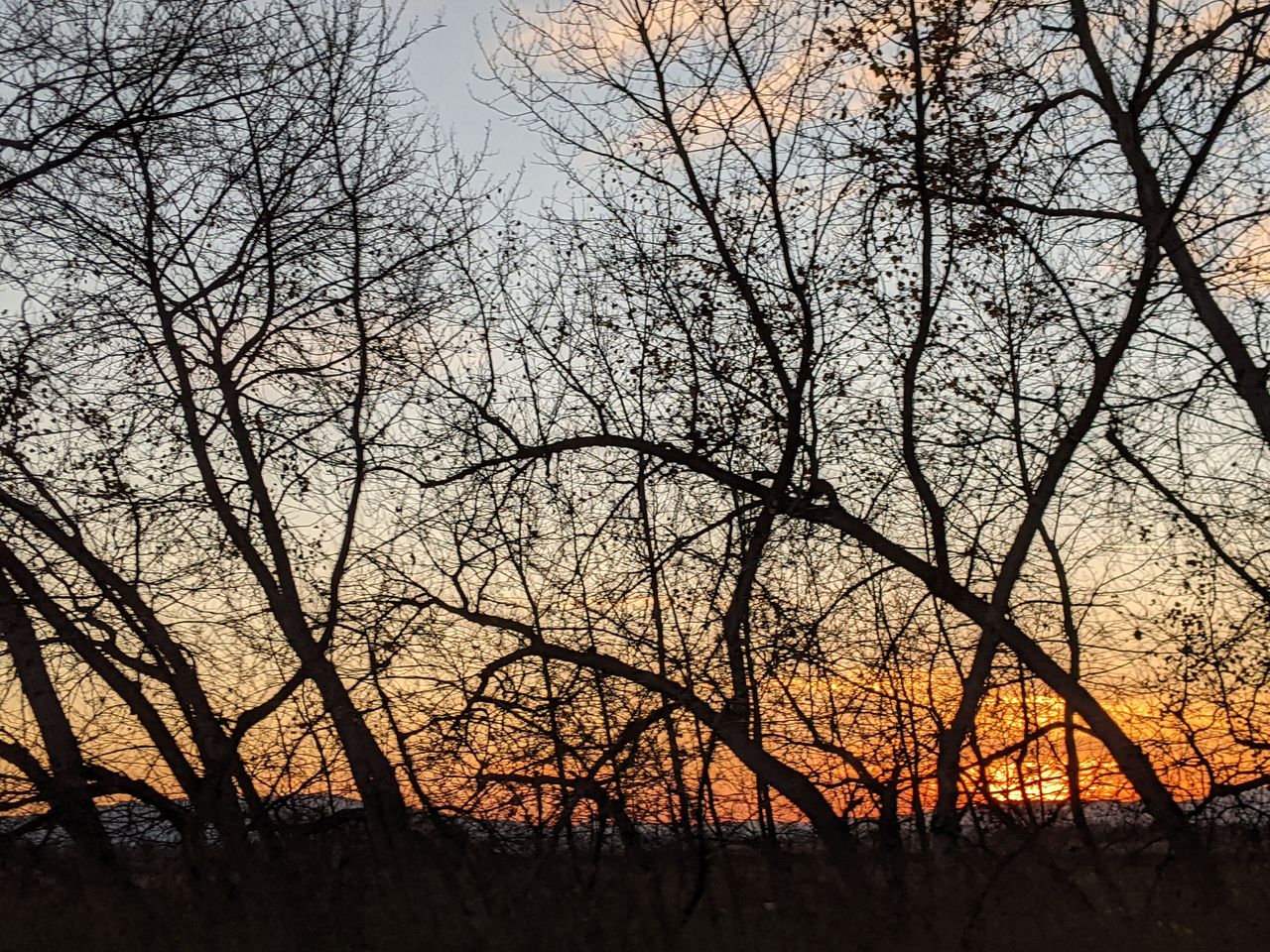 tree, nature, sky, morning, plant, branch, bare tree, silhouette, beauty in nature, tranquility, no people, scenics - nature, tranquil scene, dawn, sunlight, land, outdoors, orange color, sunrise, non-urban scene, leaf, idyllic, natural environment, autumn, savanna, low angle view, environment, trunk, landscape, growth, cloud, tree trunk