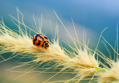 Close-up of ladybug on grass