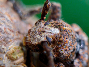 Close-up of spider