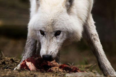 Close-up of arctic wolf eating meat on field