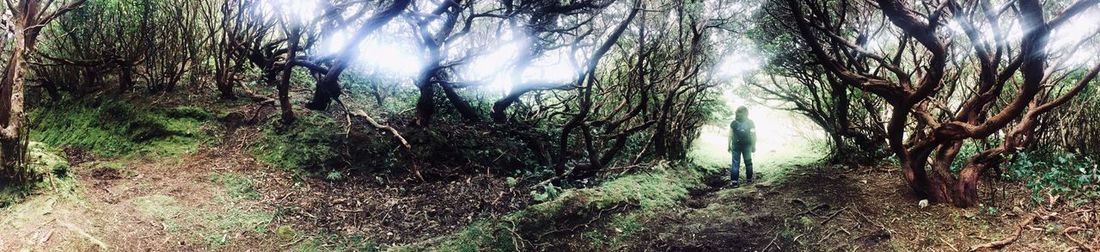 Trees growing in forest