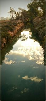 Reflection of trees in water