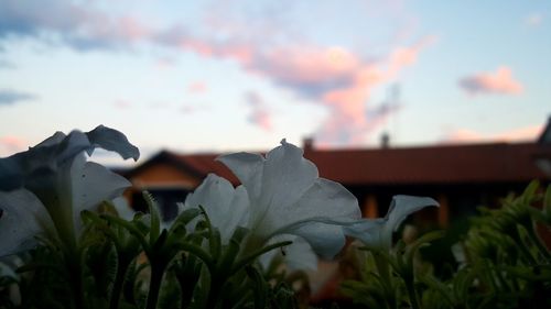 Close-up of plant against sky