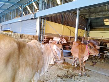 View of cows in pen