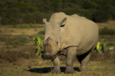 Rhinoceros standing on field