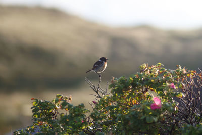 View of bird perching on flower