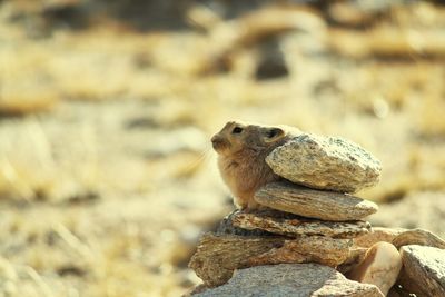 Close-up of lizard on rock
