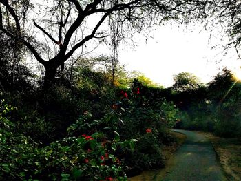 View of trees along road