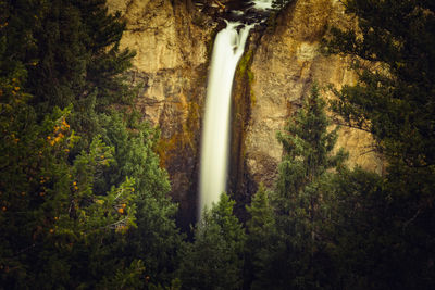 Scenic view of waterfall in forest