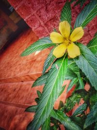 Close-up of yellow flowers blooming outdoors