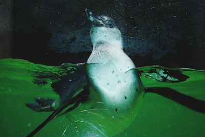 High angle view of penguin swimming in sea