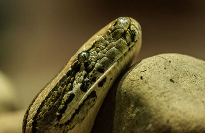 Close-up of lizard