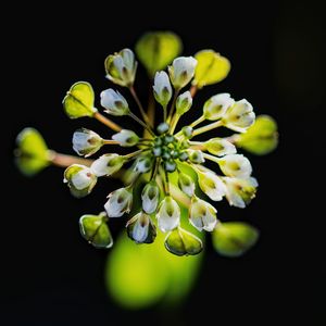 Close-up of flowers over black background
