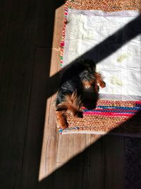 High angle view of a dog sleeping